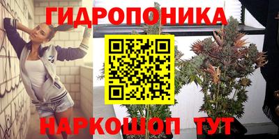 стафф Шелехов