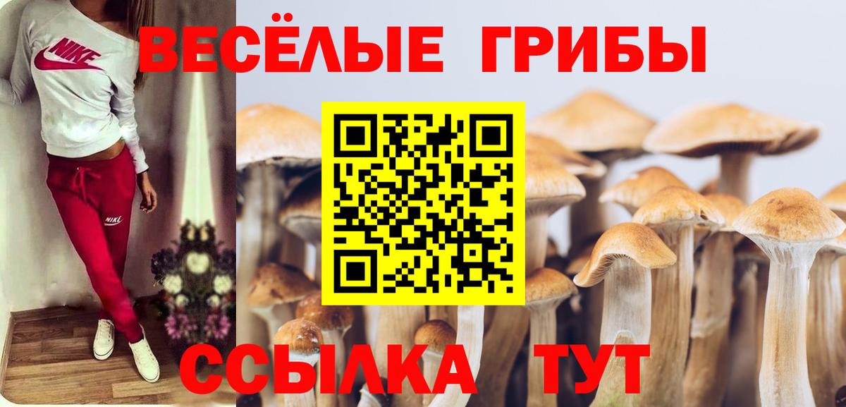 Ачхой-Мартан  Псилоцибиновые грибы Cubensis  Вход с VPN 